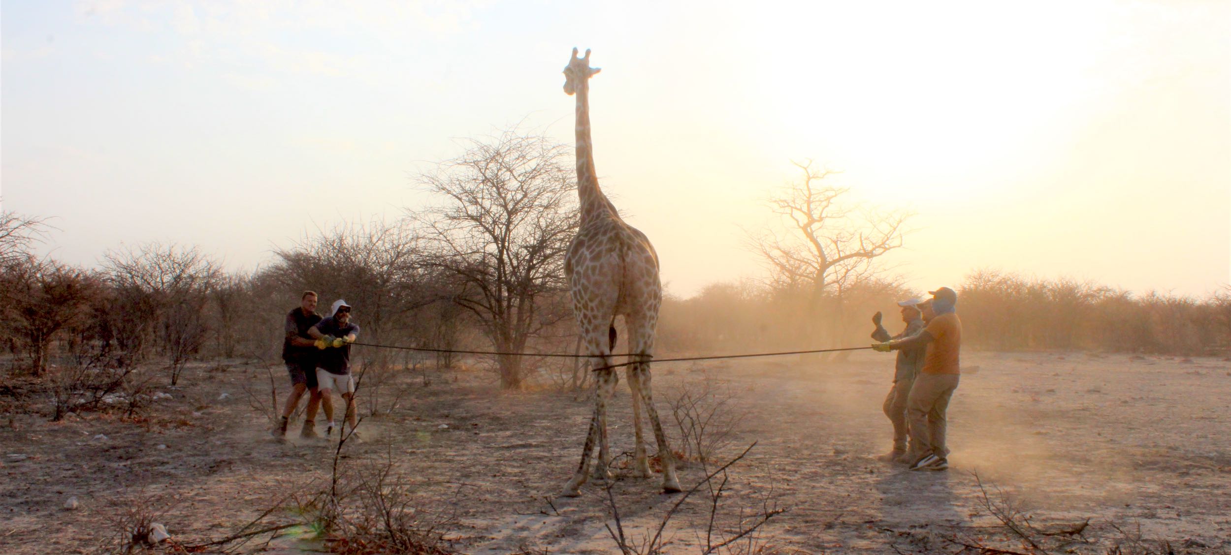 A team from NUST capture a giraffe.