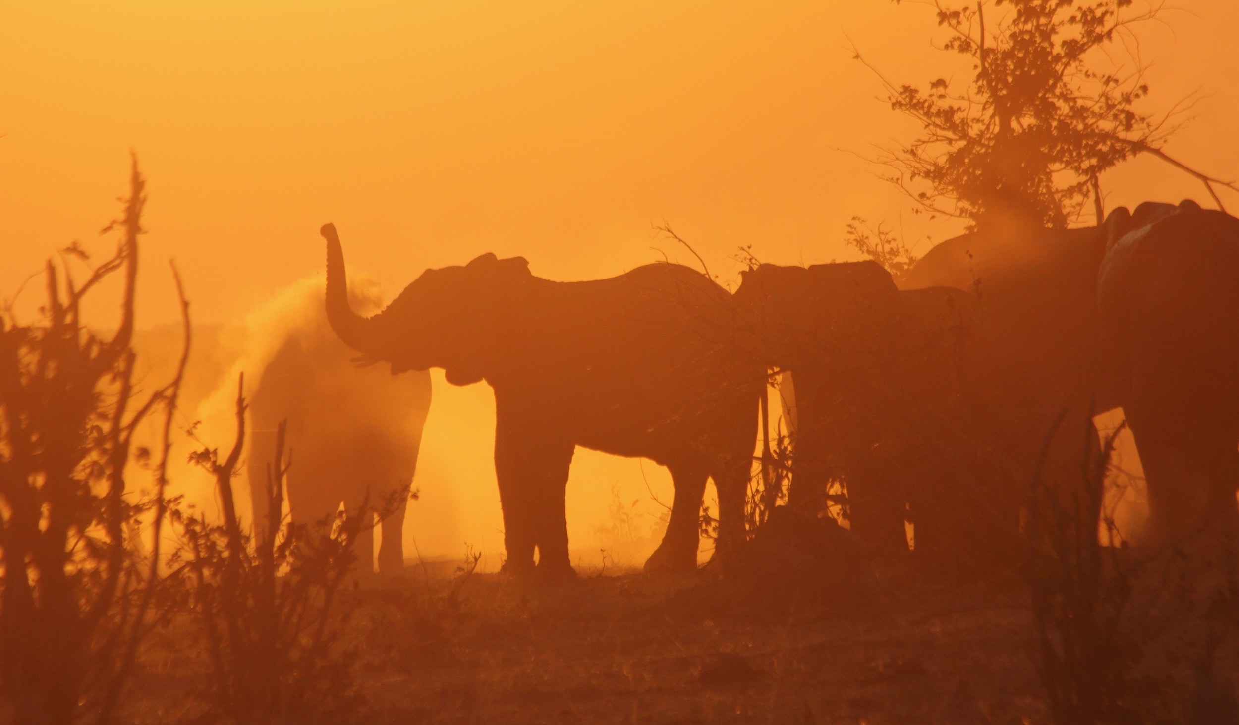 Elephants silhouetted against the setting sun.