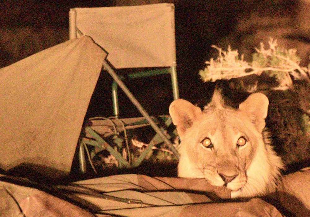 A lion chews on the corner of a canvas tent, while camp chairs sit in disarray behind him.
