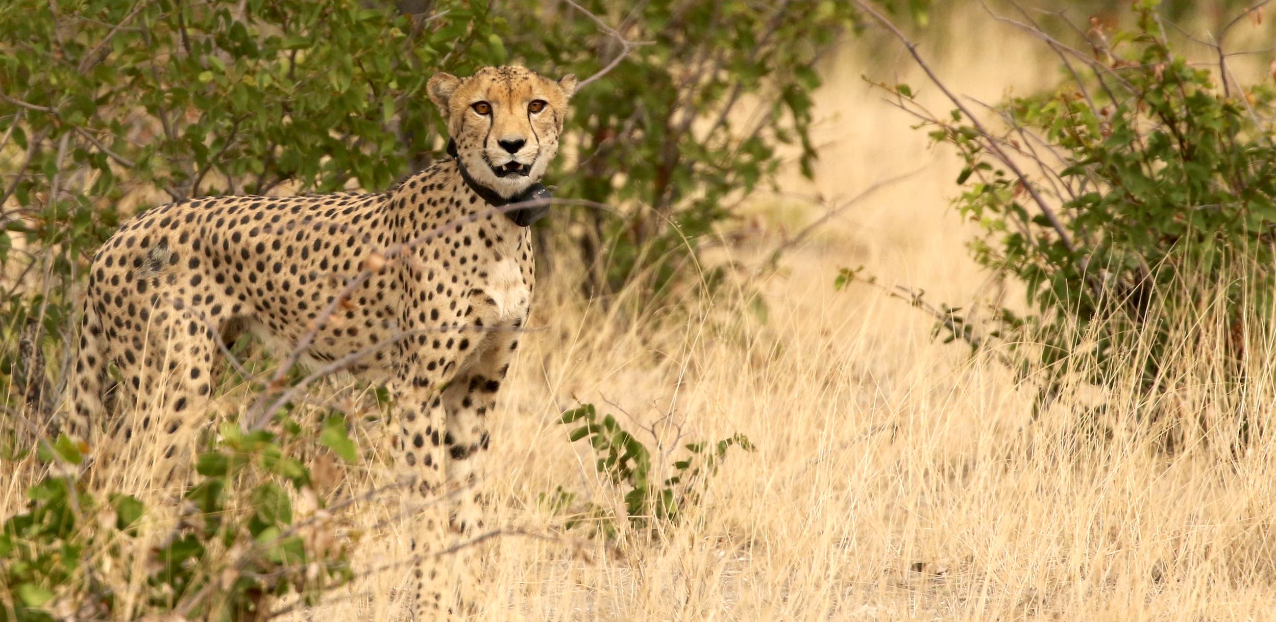 A satellite collared cheetah in the Namibian bush.