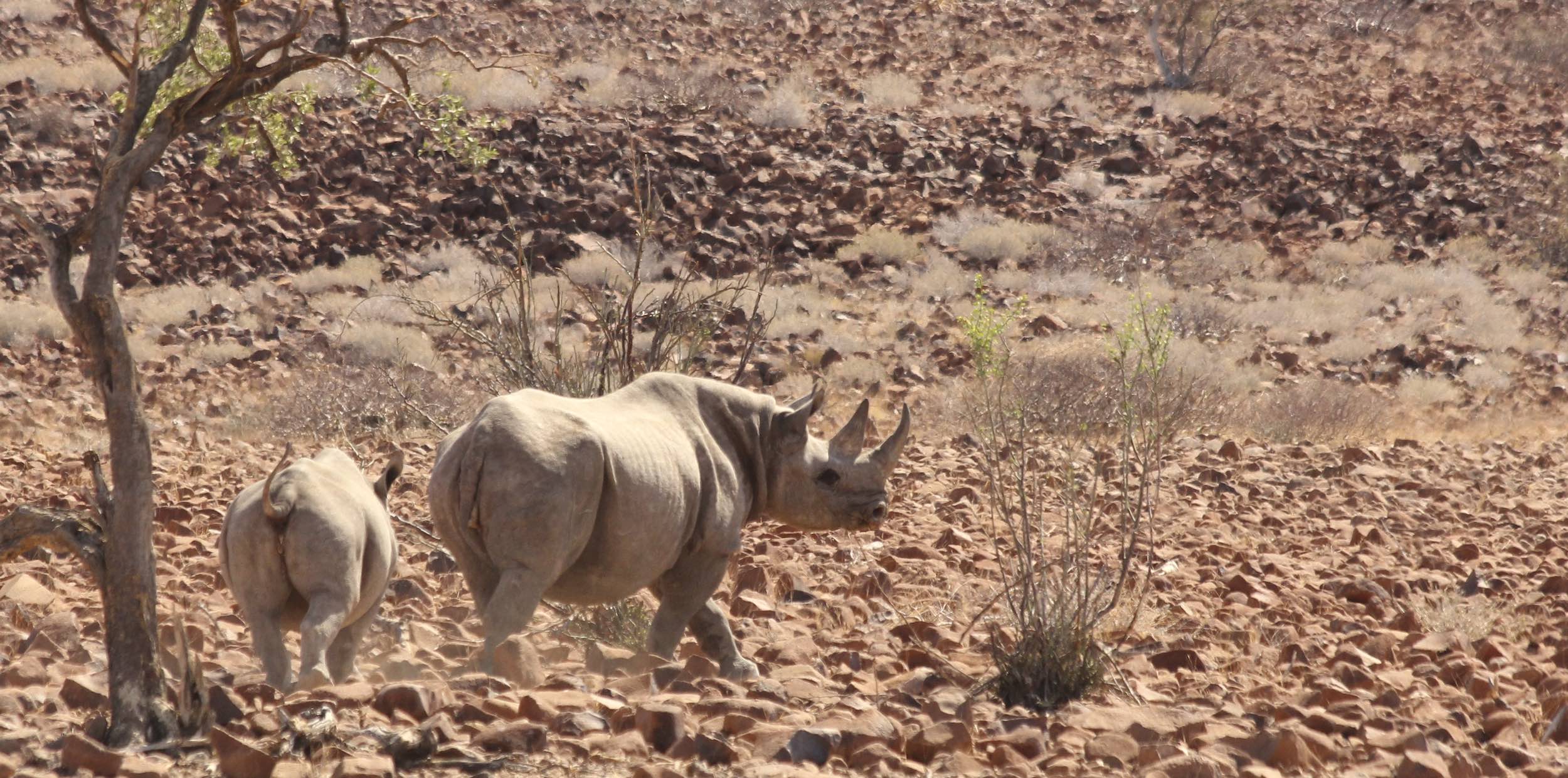 Two black rhino in the rocky desert of northern Namibia.