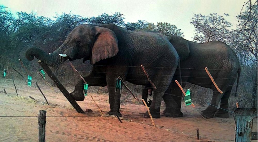Two elephants pushing over a fence.