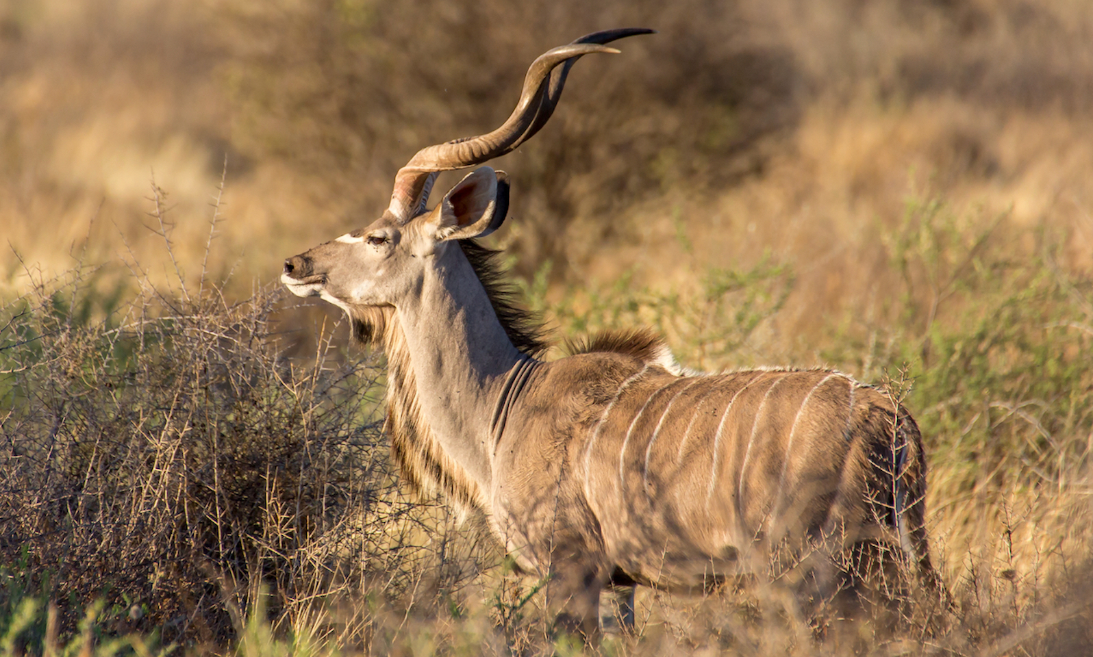A kudu male in amongst spiny bushes gazes into the distance.
