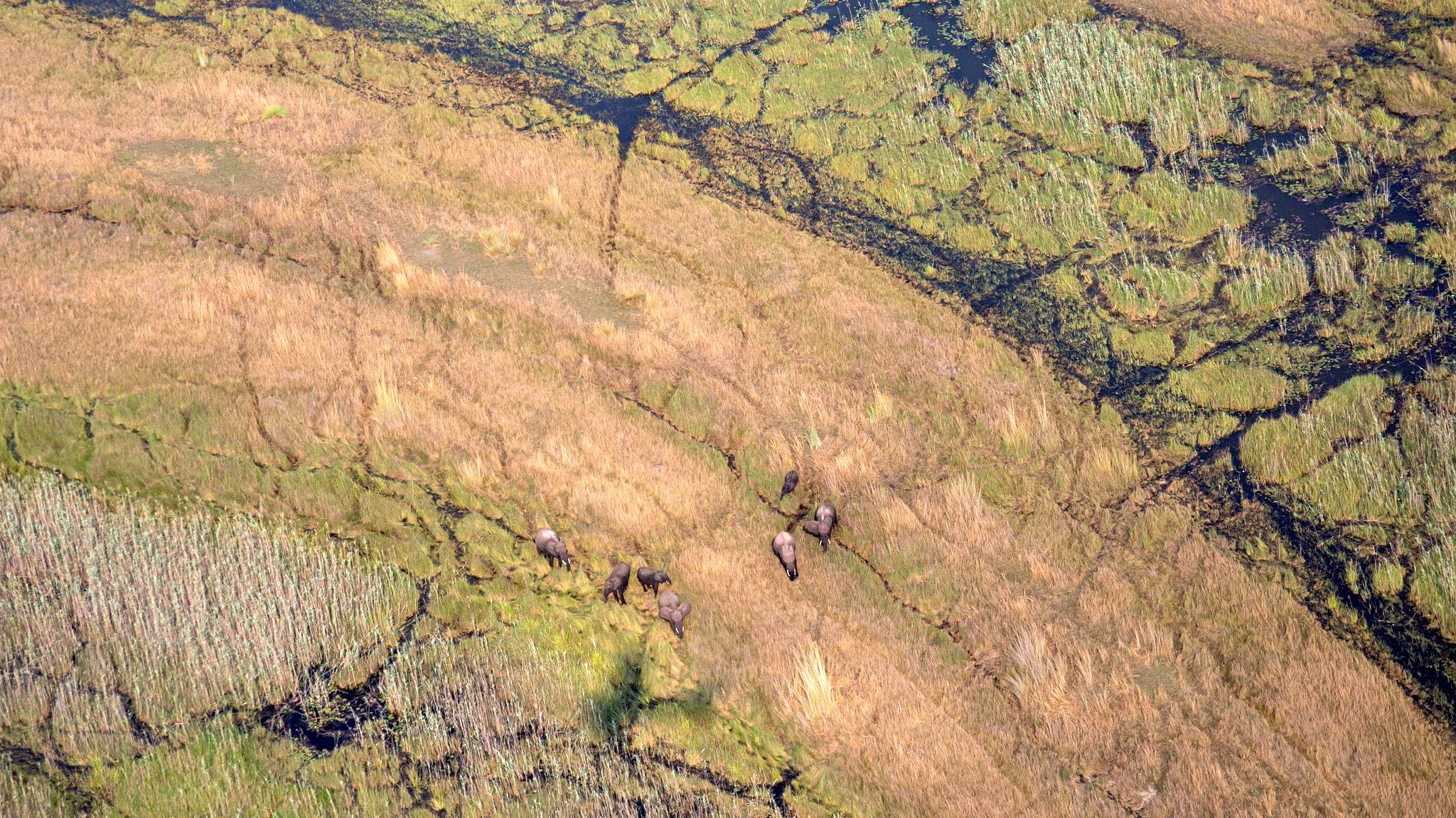 Aerial view of an elephant herd in a riverine landscape.