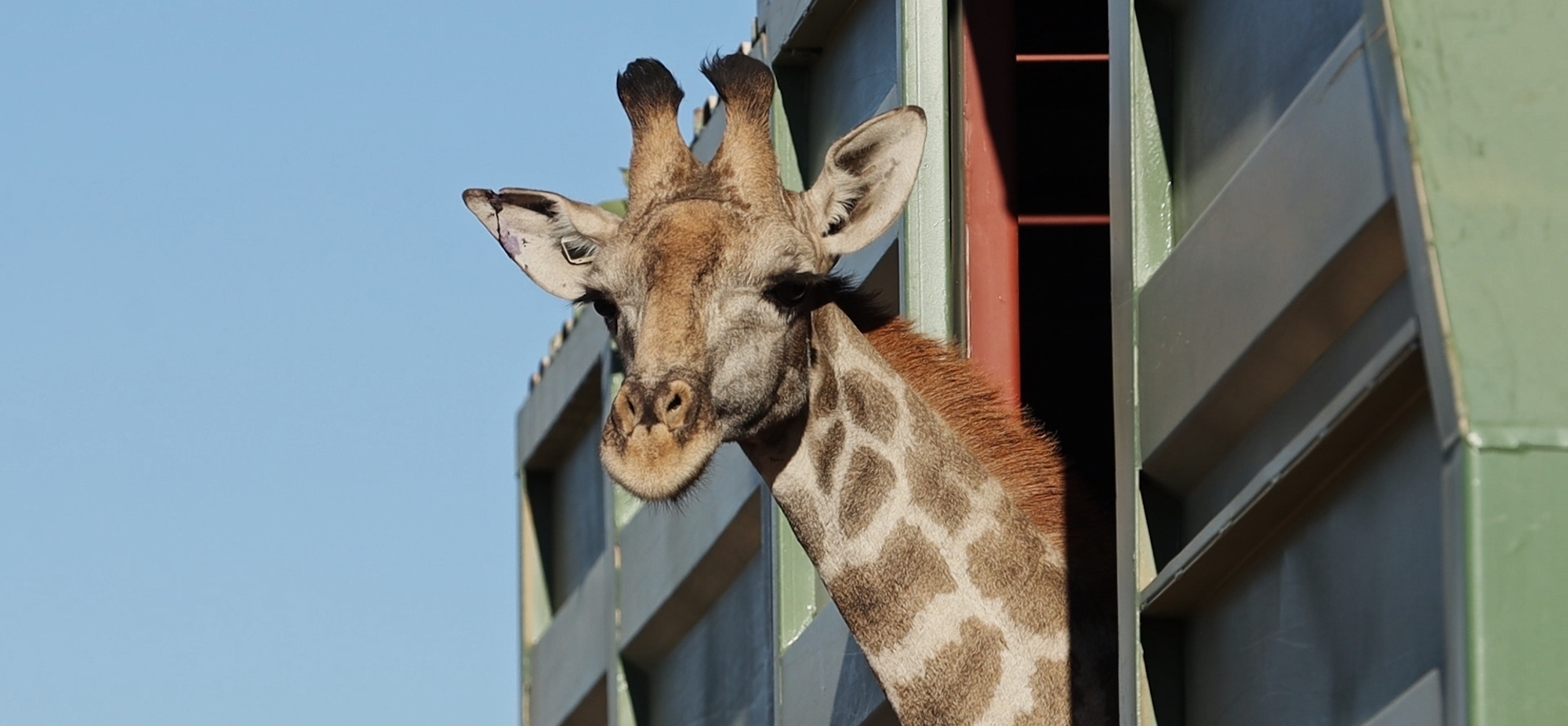 Closeup of a giraffe looking out the side of a capture truck.