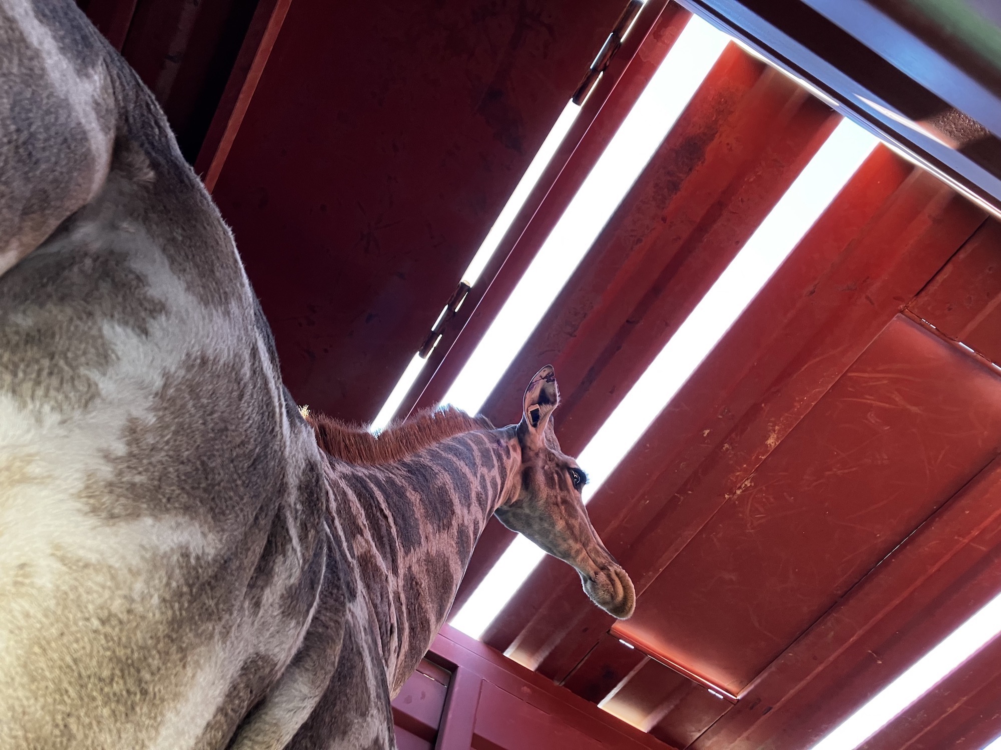 Looking up at a giraffe in the capture truck.