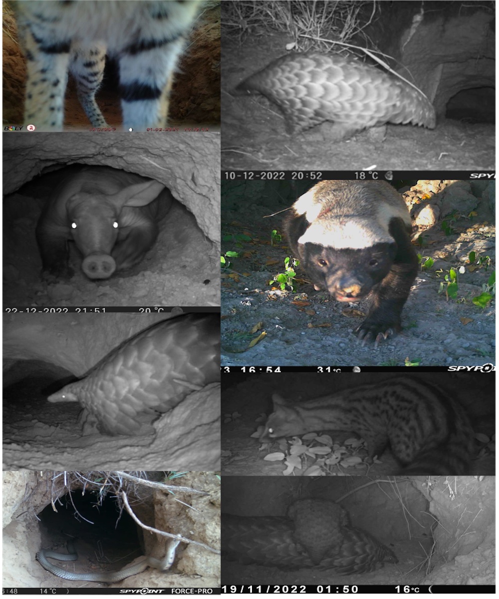 A selection of camera trap images showing pangolins and other animals.