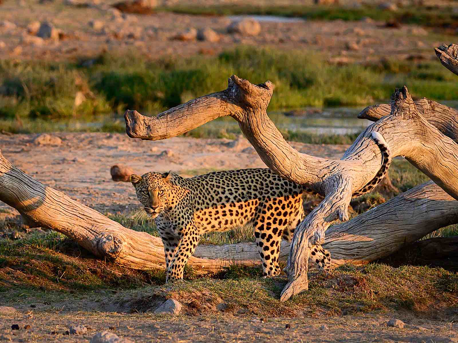 A leopard stands under a dead tree.