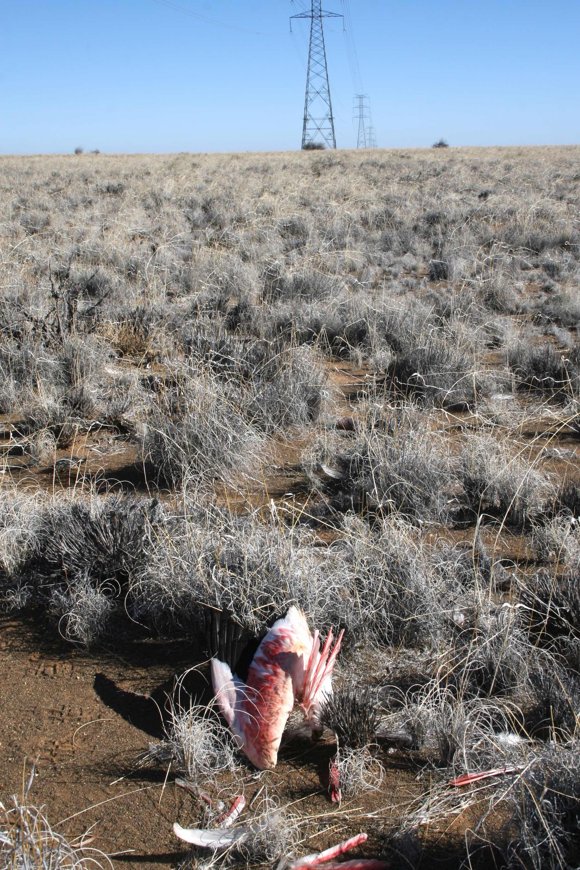 A dead flamingo lies amongst scrubby bush beneath a high-voltage powerline.