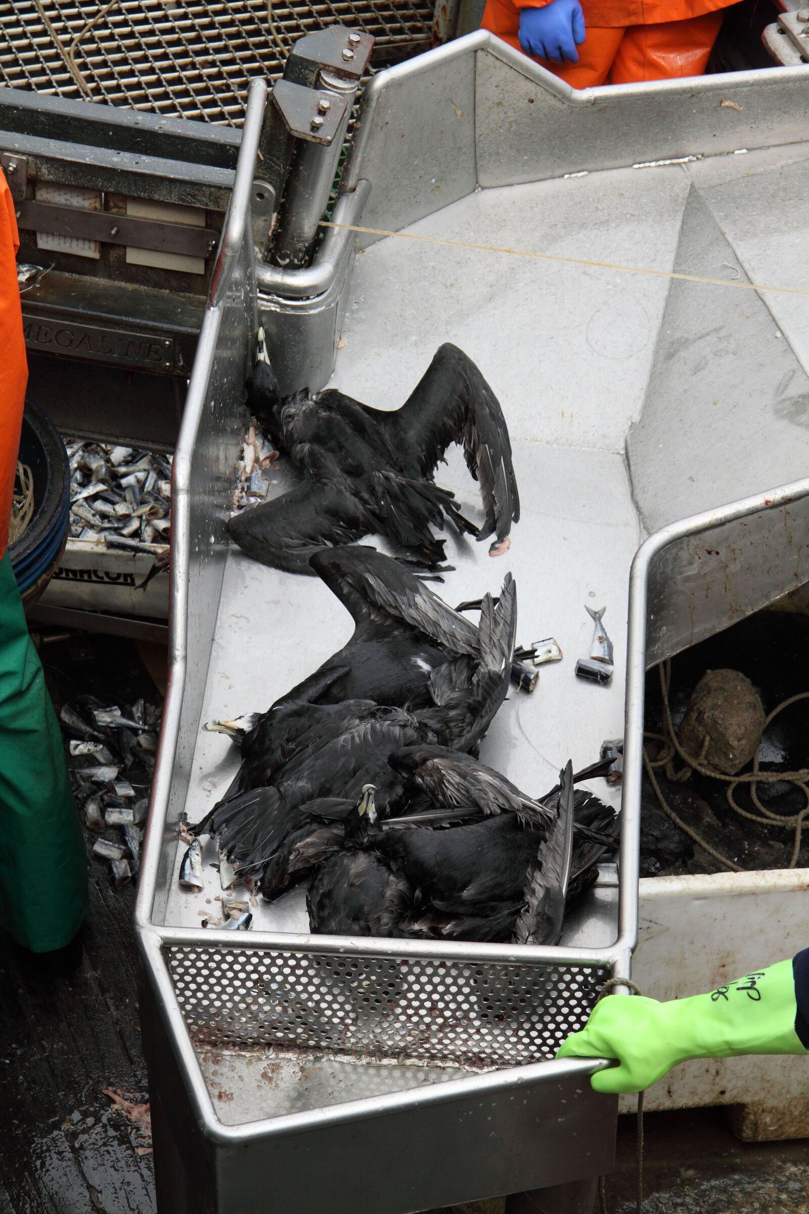 A pile of dead petrels in a metal container.