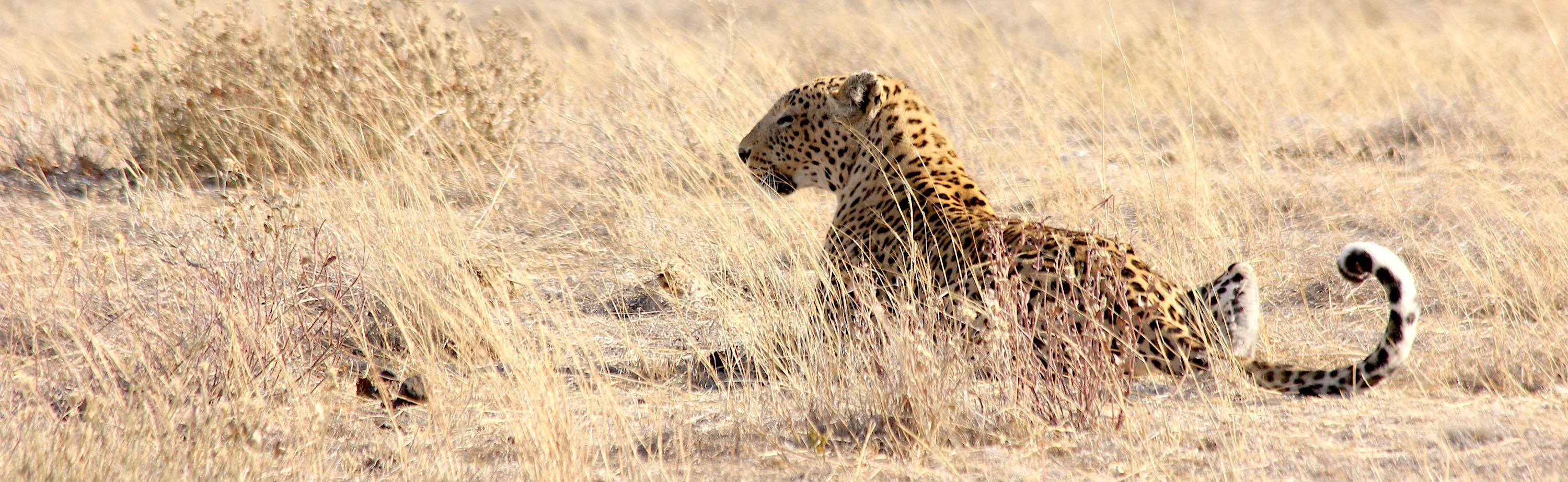 A leopard stalks its prey.