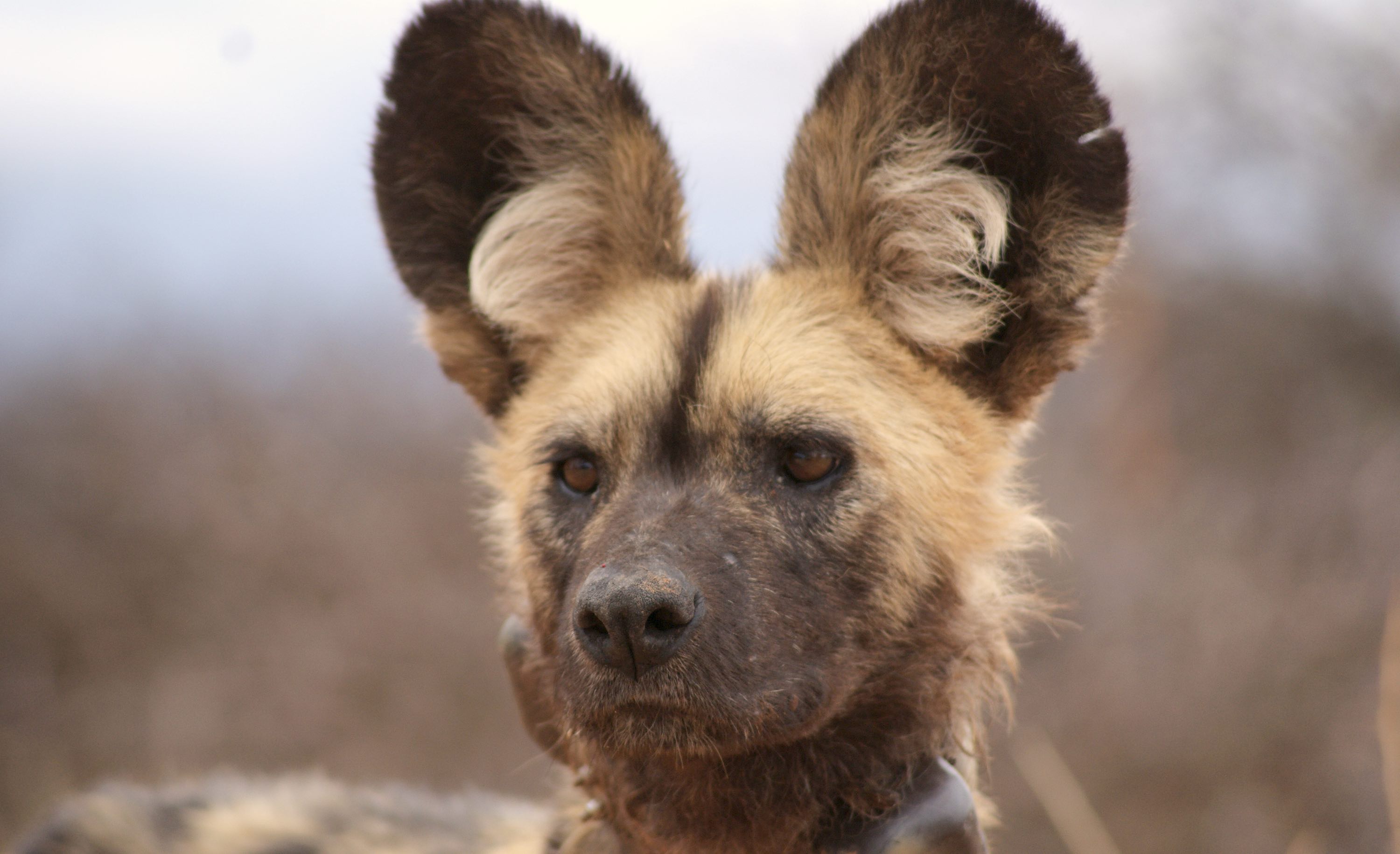 A close-up of an African wild dog. The tracking collar can just be seen.