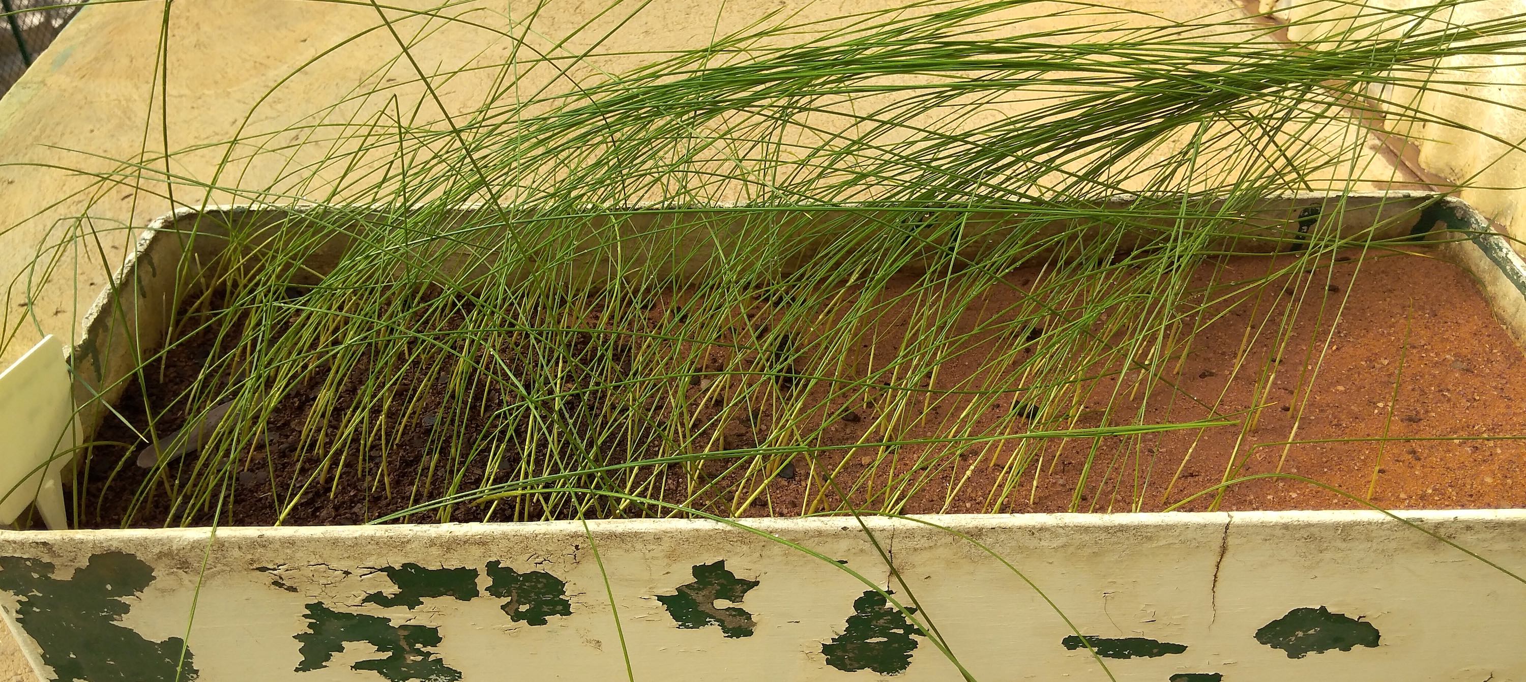 A planter box with grass-like plants within.