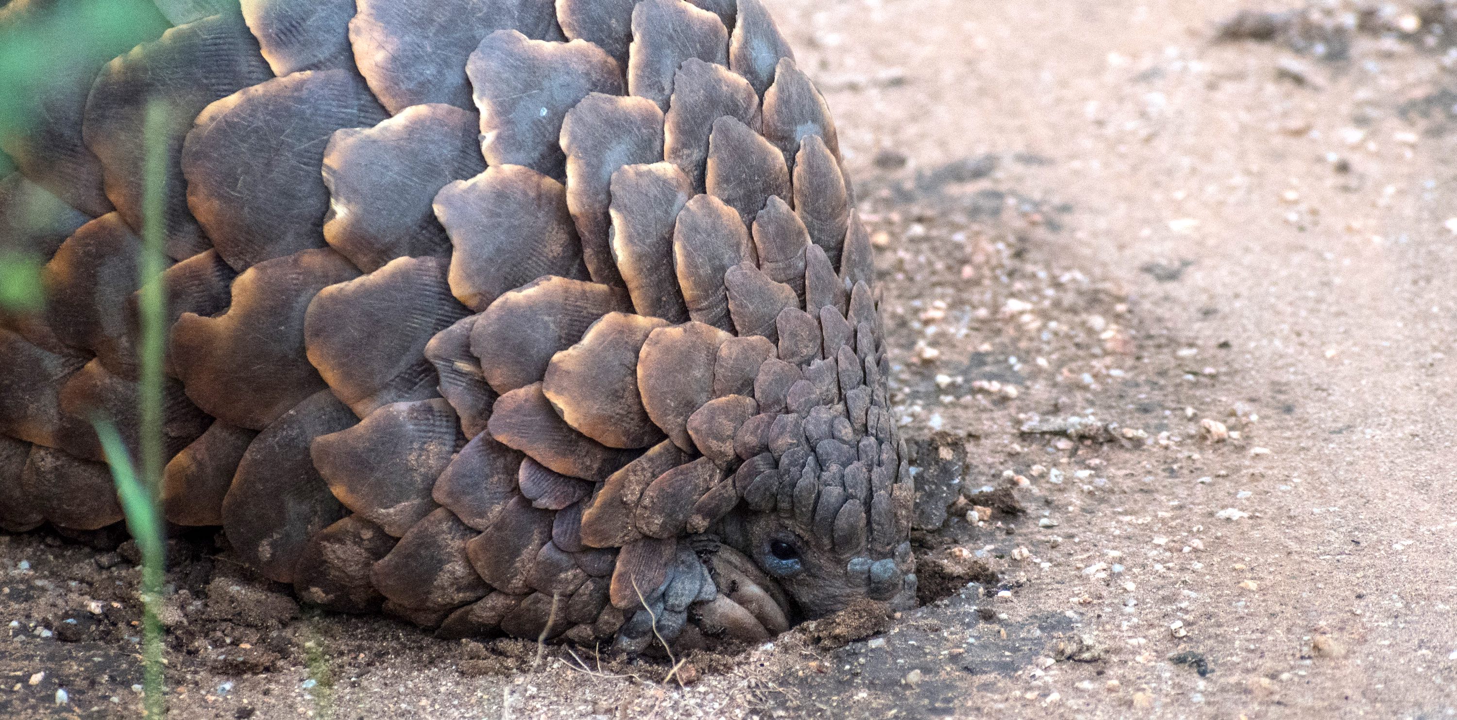 A pangolin digging into the earth.