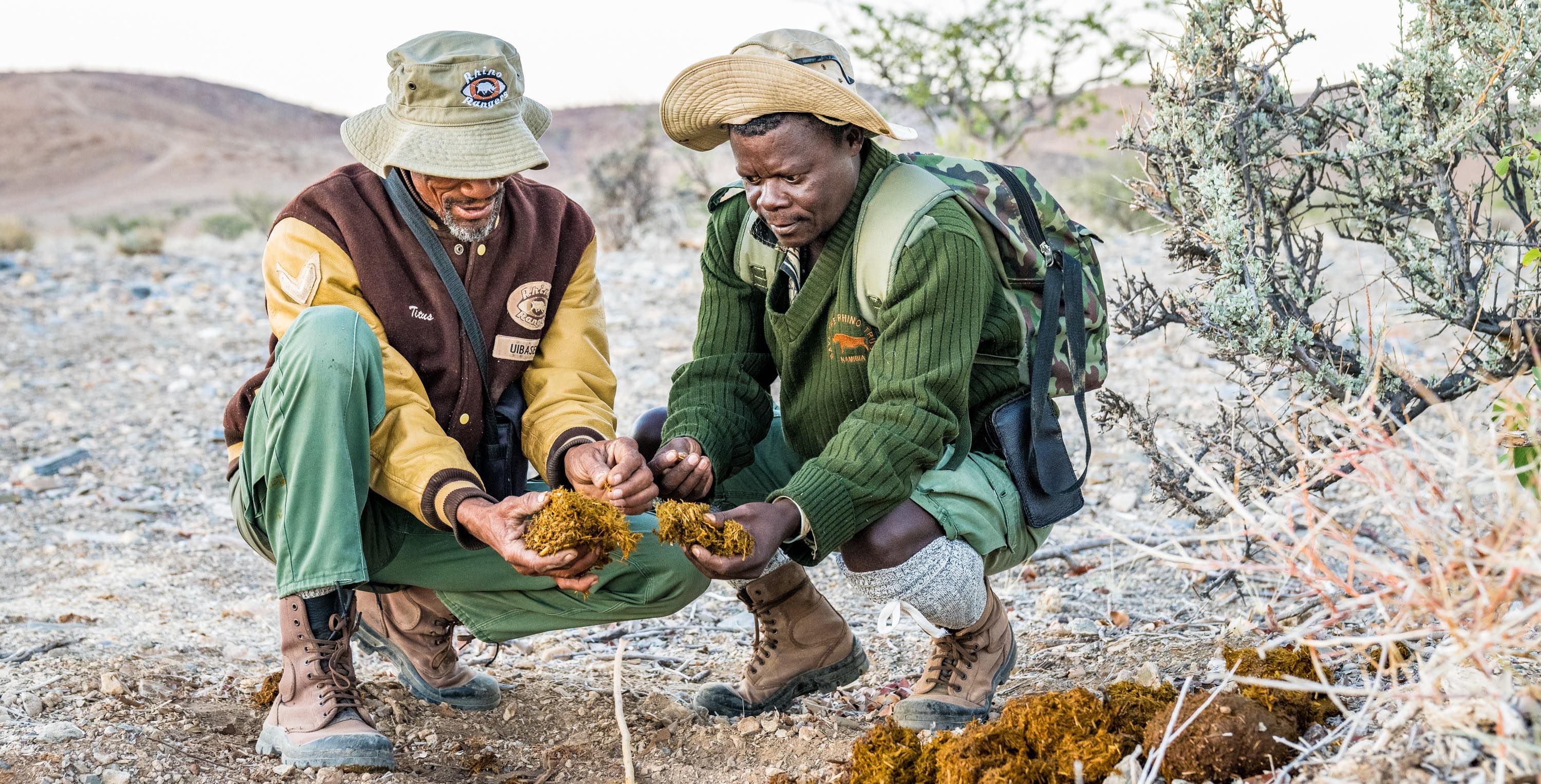 Two rangers examining rhino dung.