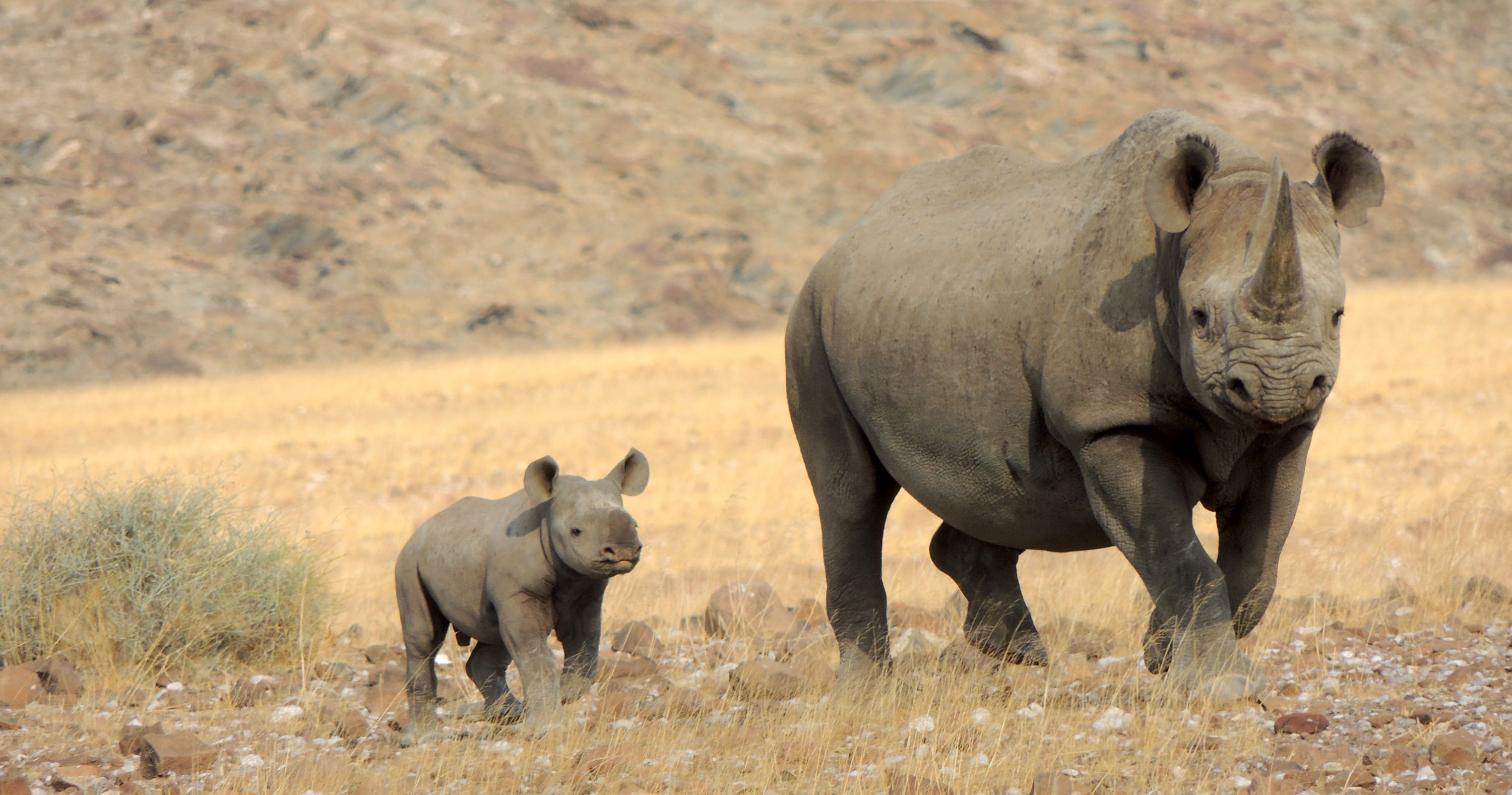 A black rhino mother and calf.