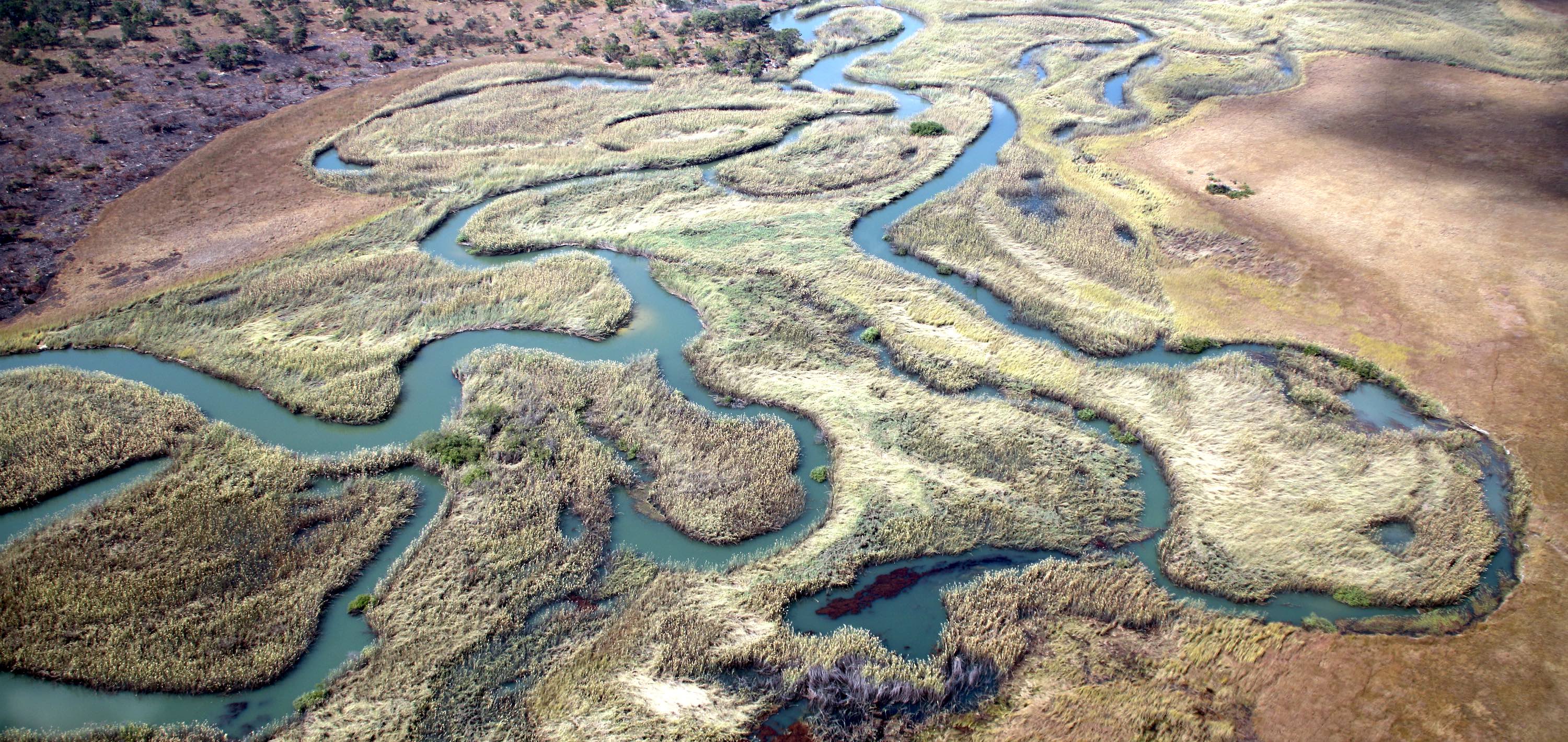 An aerial view of the Phragmites marshes on the Cutato Nganguela River.