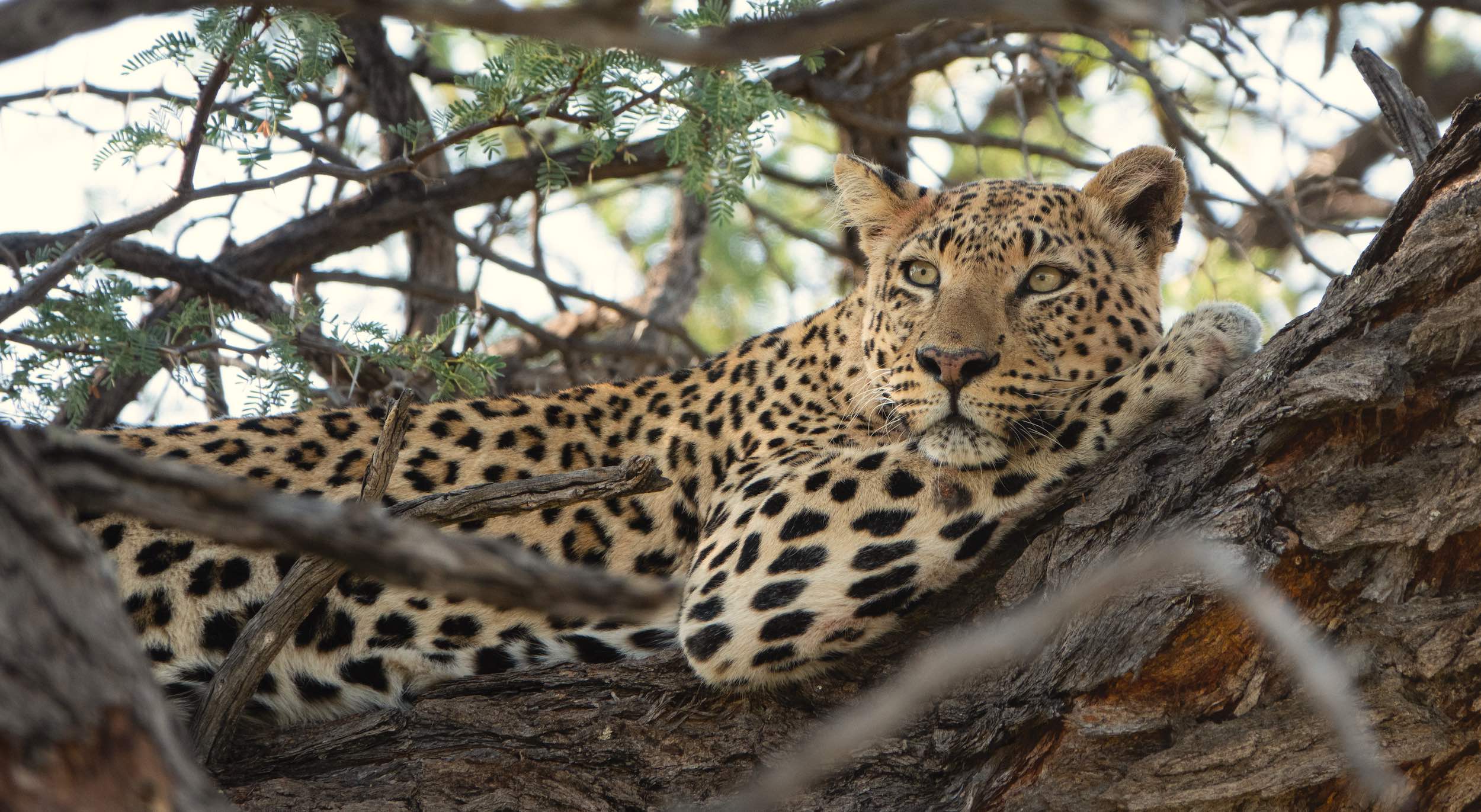 A leopard relaxes on the branch of a tree.