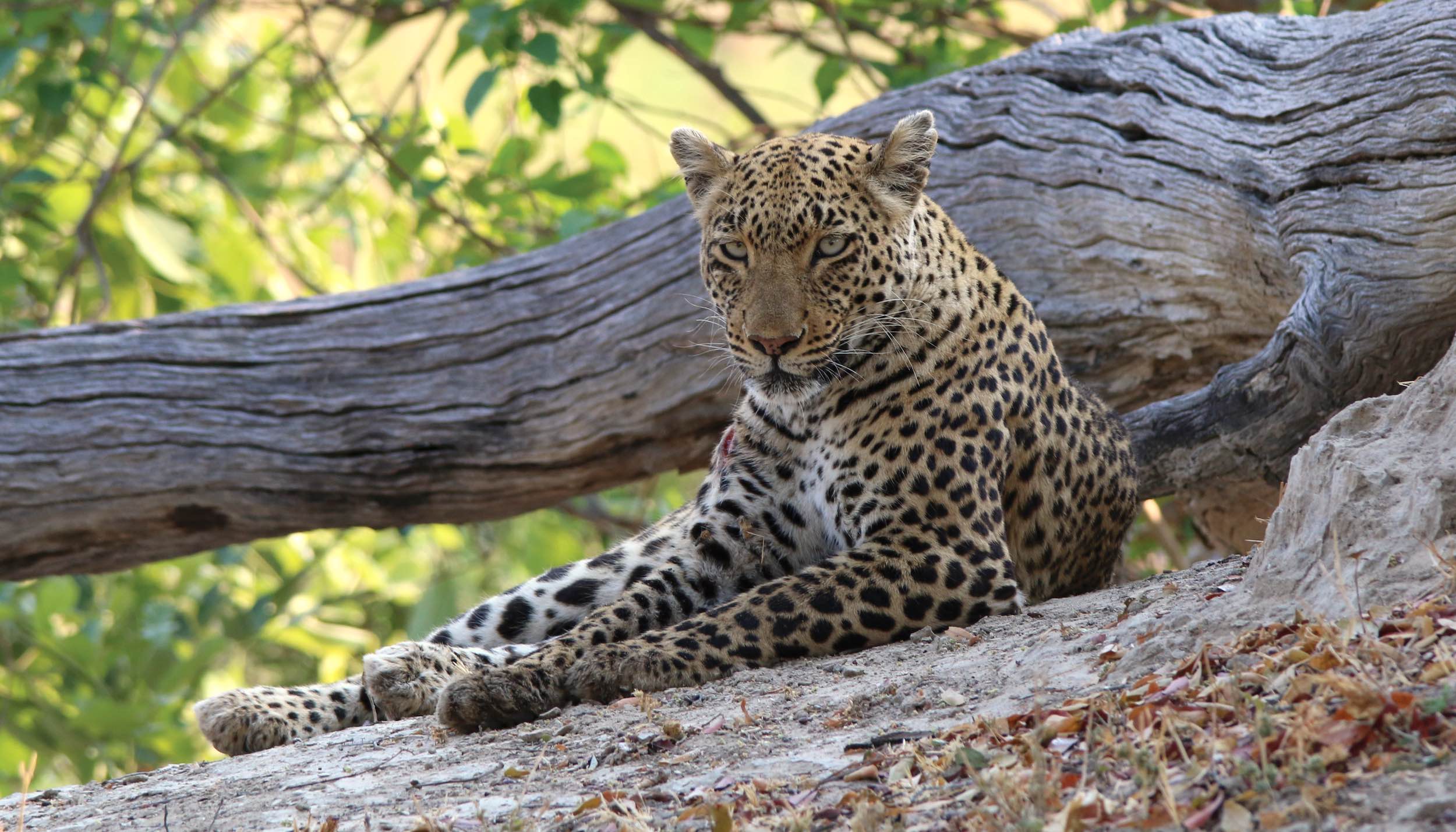 A very relaxed looking leopard.