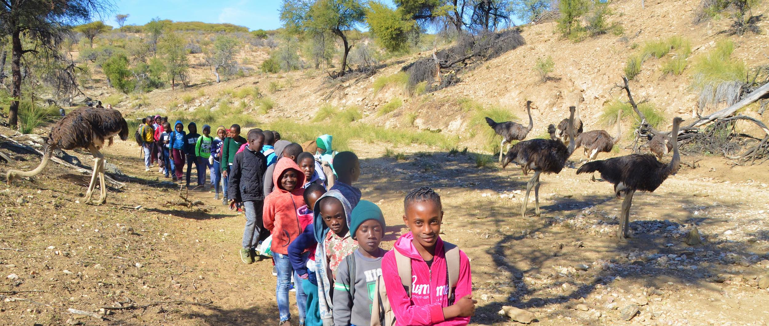 A line of children on a KEEP excursion encounter several giraffe in a dry riverbed.