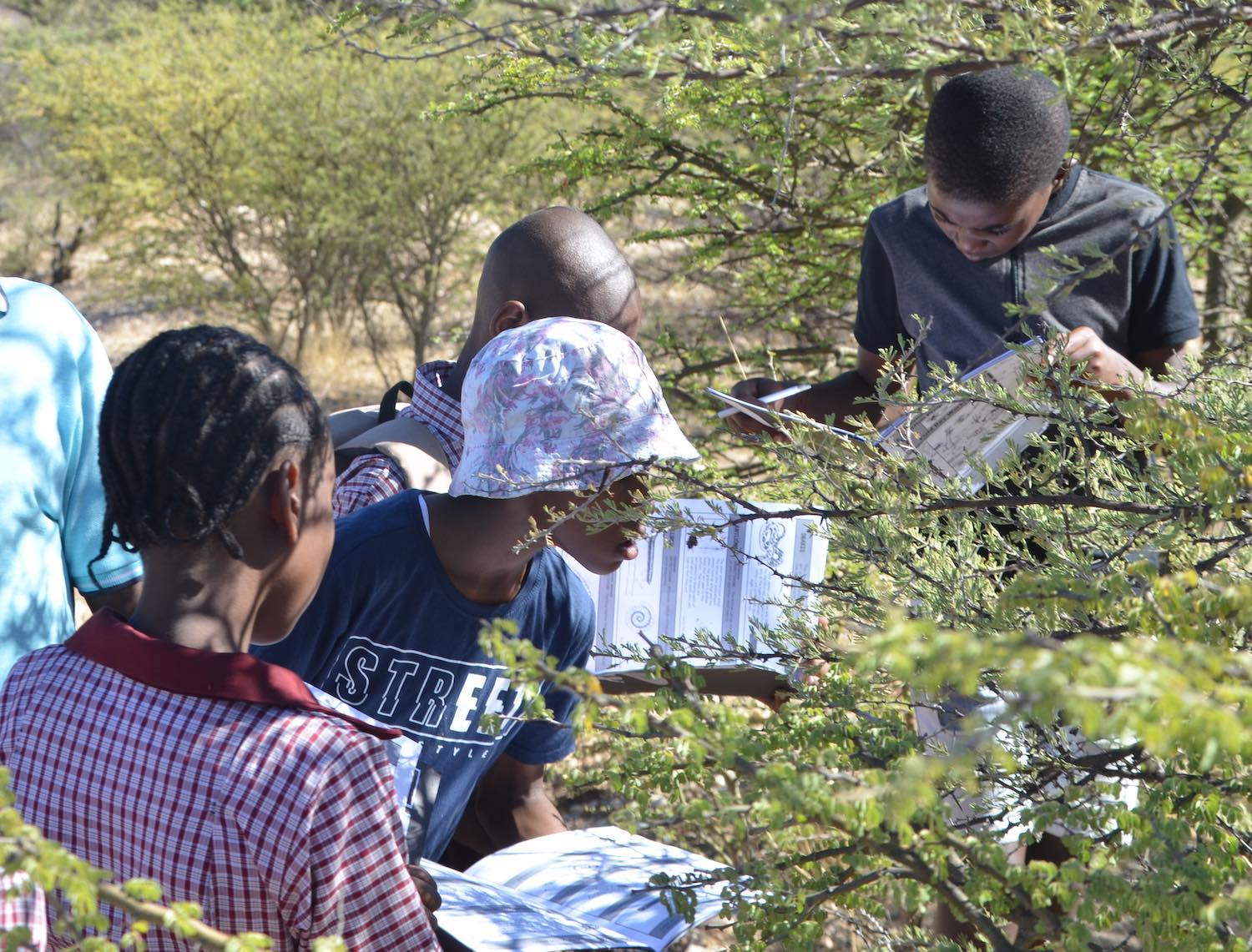 A group of KEEP students study an acacia tree