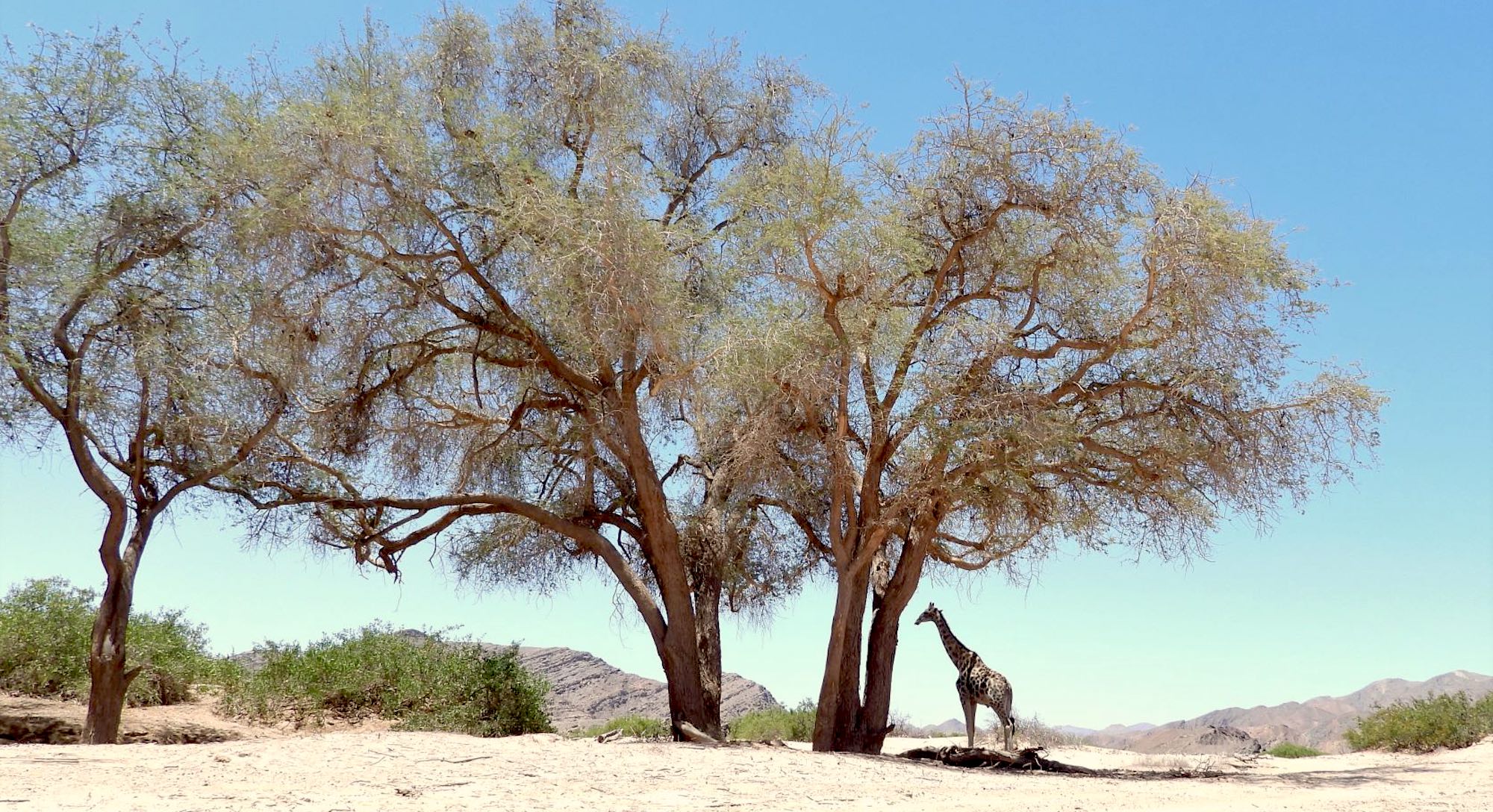 A lone giraffe stands under a massive Ana tree in a dry riverbed.