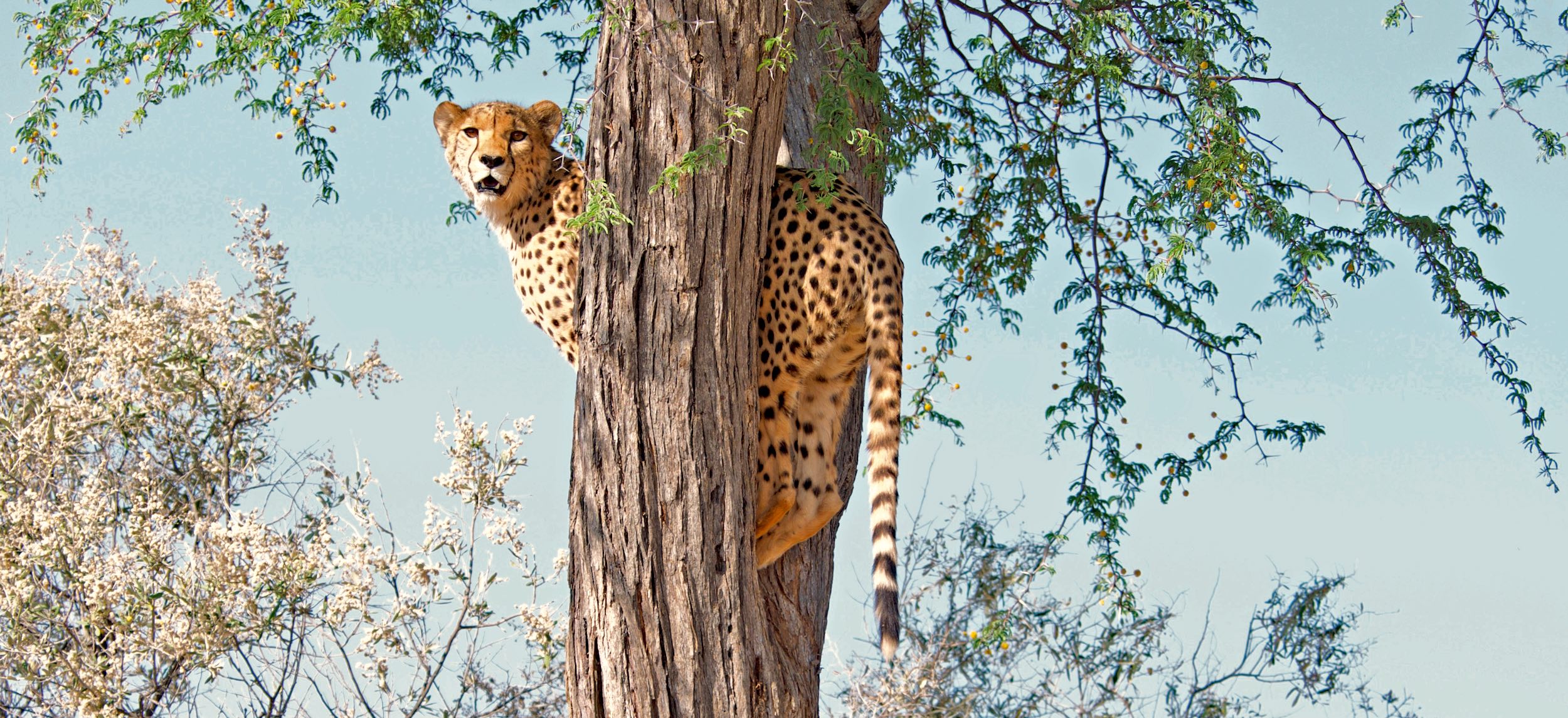 A cheetah looks down from the tree she is standing in.