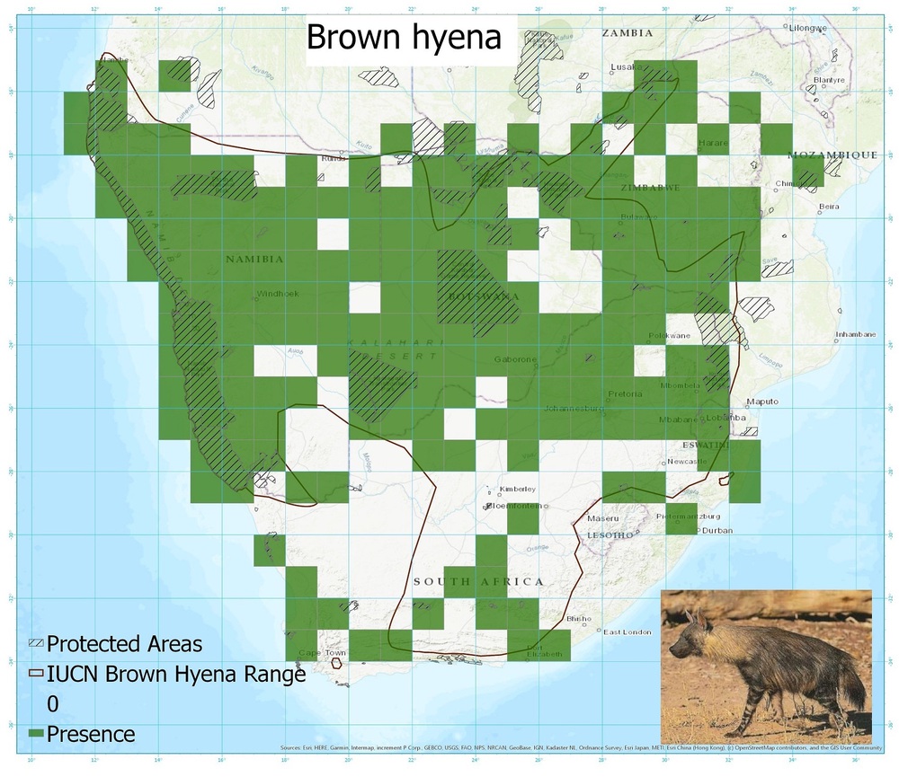 A distribution map of brown hyaena sightings showing that they live mostly in Namibia, Botswana and Zimbabwe.