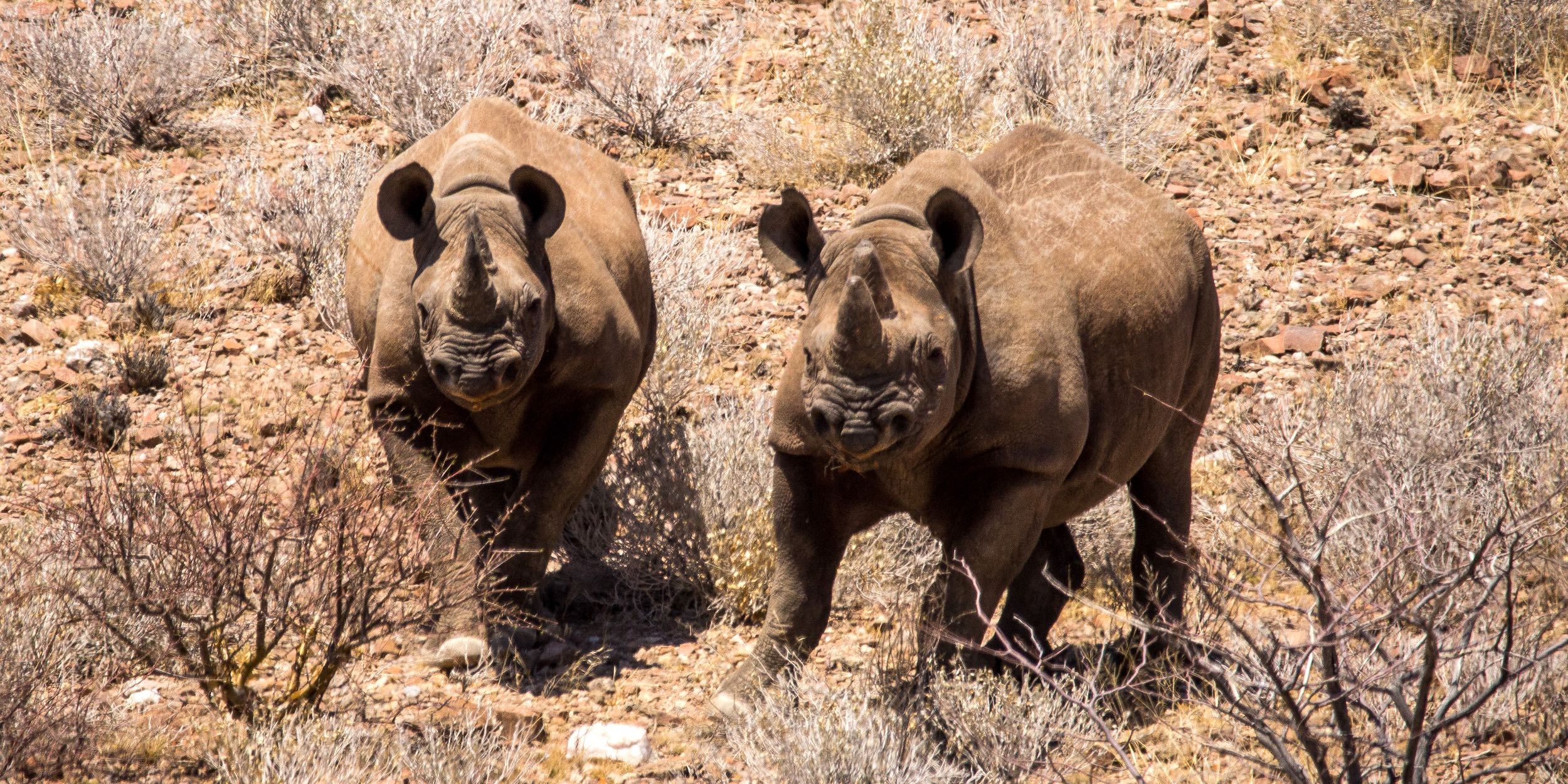 Two black rhinos amongst the rocks and scrub of north-western Namibia.