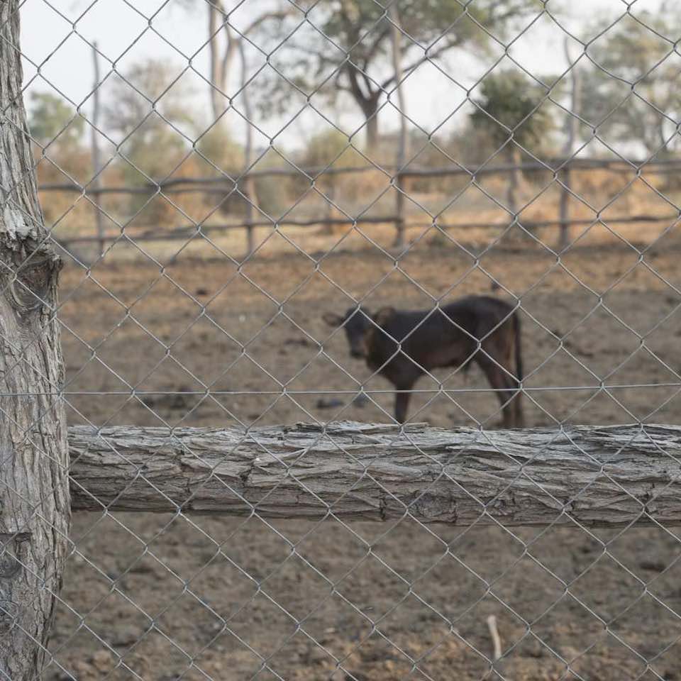 A thick fence around this cattle kraal provides protection against lions.