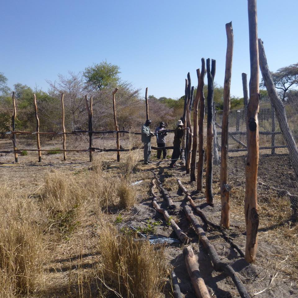 A group of people work on upgrading a kraal (livestock enclosure).