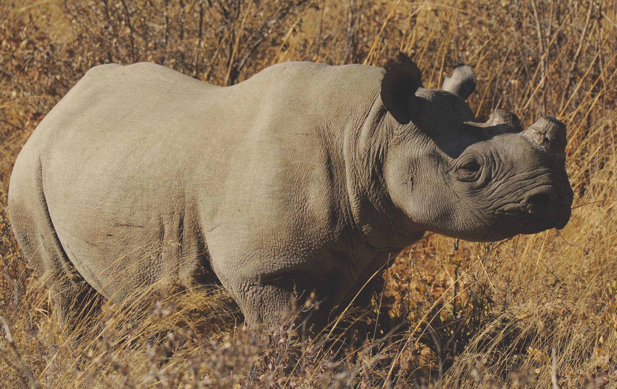A black rhino that has had its horns removed to protect it.