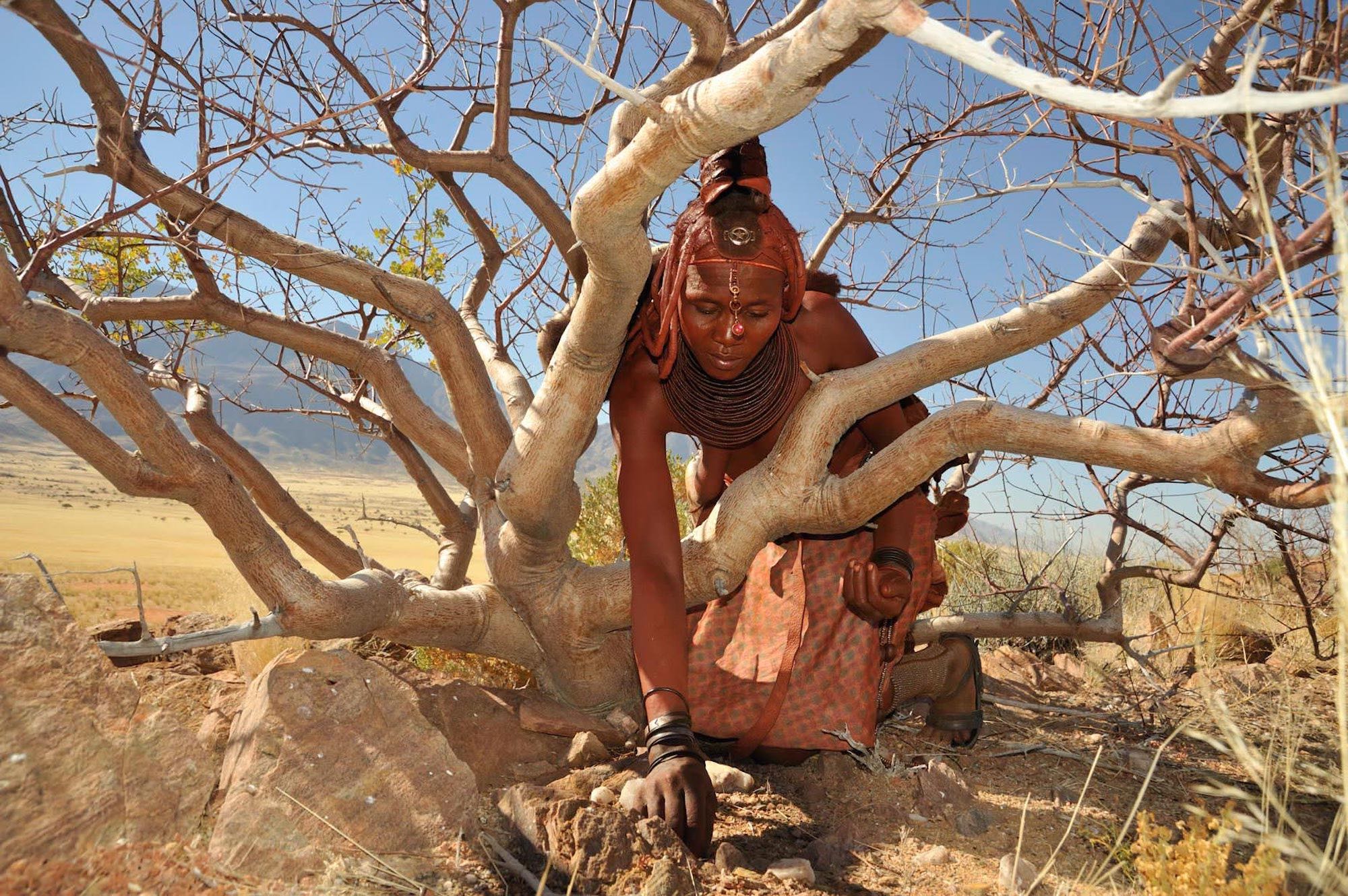 A Himba lady digs in the ground underneath a commiphora tree.