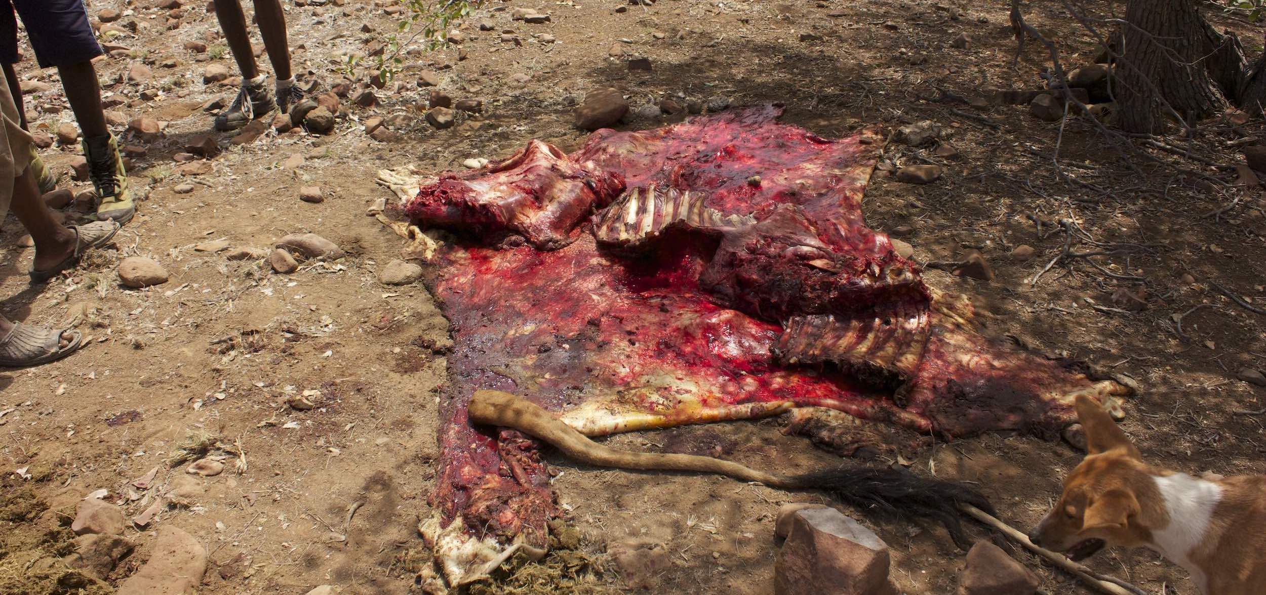 The remains of a cow lie on the ground.