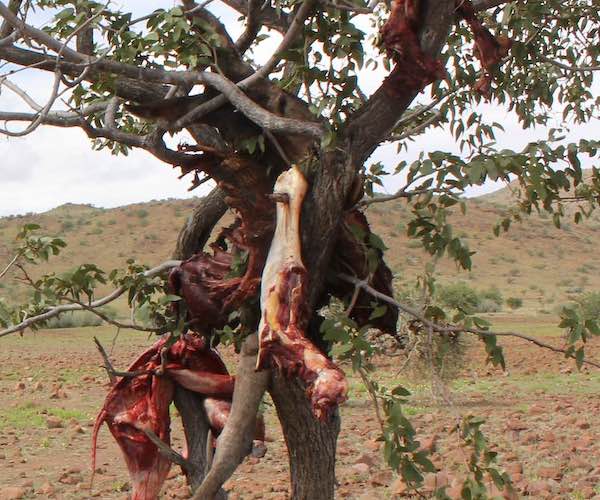 The remains of a cow killed by a predator hand in a tree.