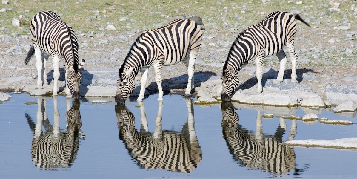 Three zebras drink at a waterhole in Namibia.