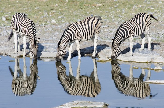 A trio of zebras drinking from an Etosha waterhole.