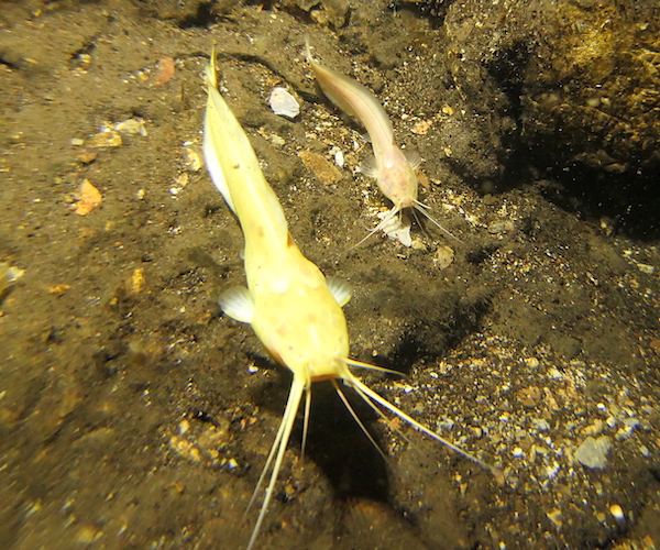 A pair of blind cave catfish.