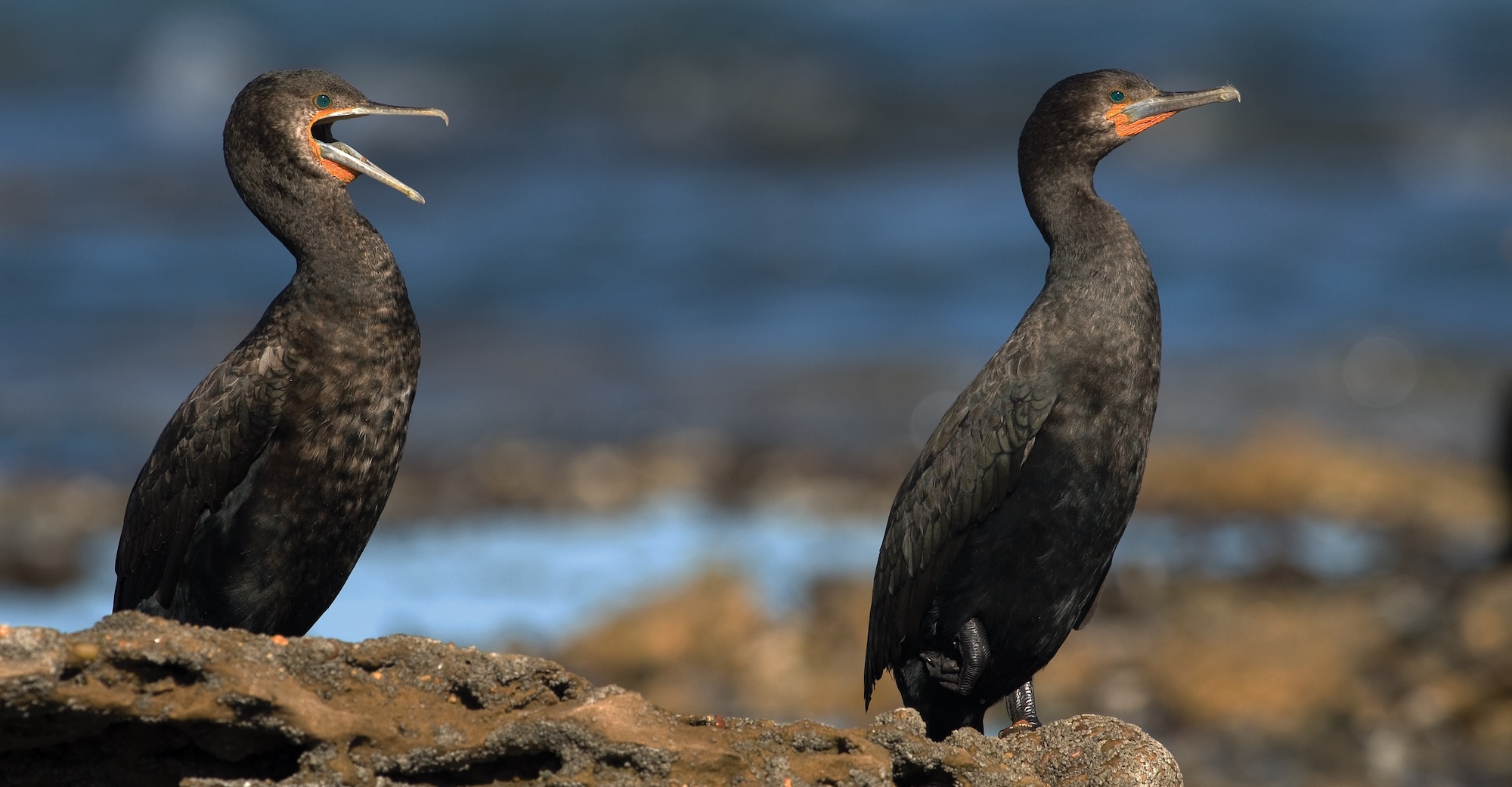 a pair of Cape cormorants