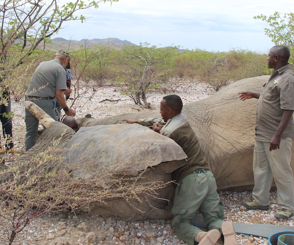 A veterinary team work with an unconscious elephant.