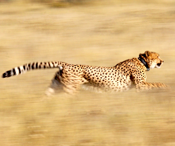 A running cheetah wearing a tracking collar.