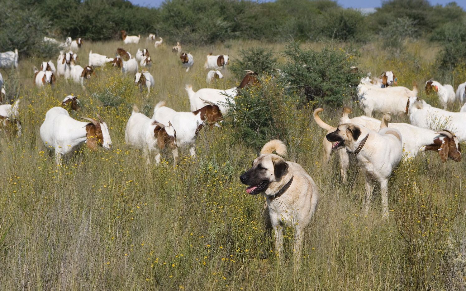 Livestock guarding dogs out in the bush with a herd of goats