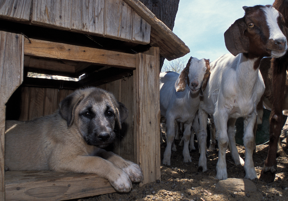 A puppy in his kennel, next to a group of goats