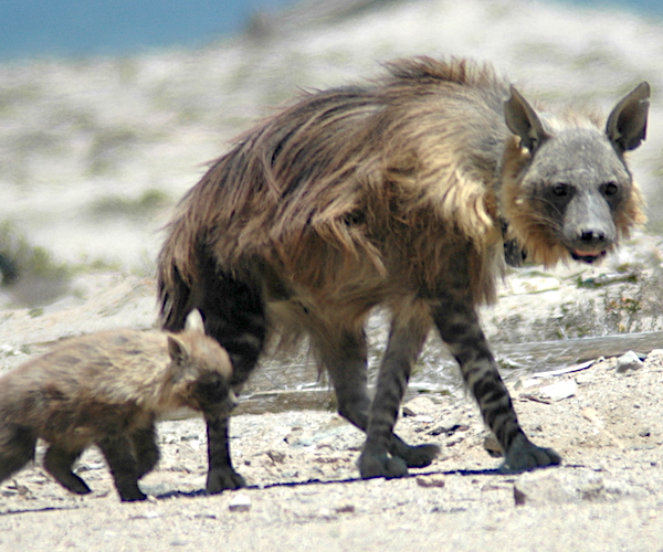 Brown hyaena family.