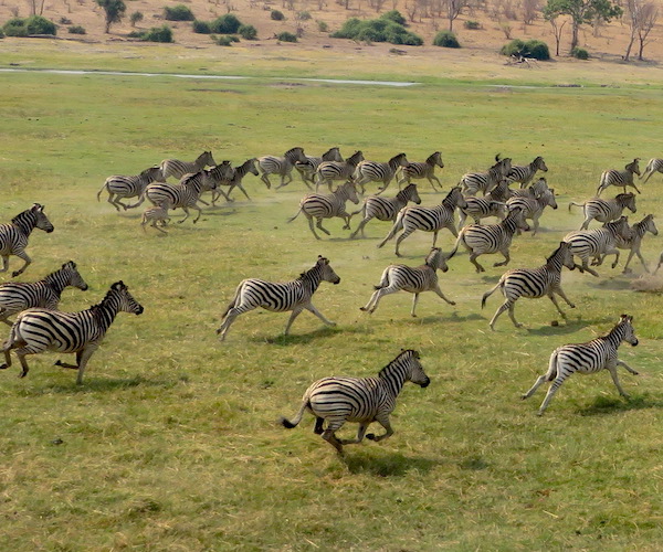 A dazzle of zebra running.