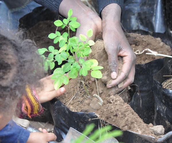 Close up of two pairs of hands as they plant a sapling