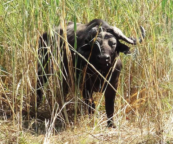 A buffalo gazes out from among thick reeds.