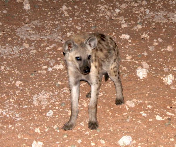 A lone spotted hyaena standing on rocky ground.