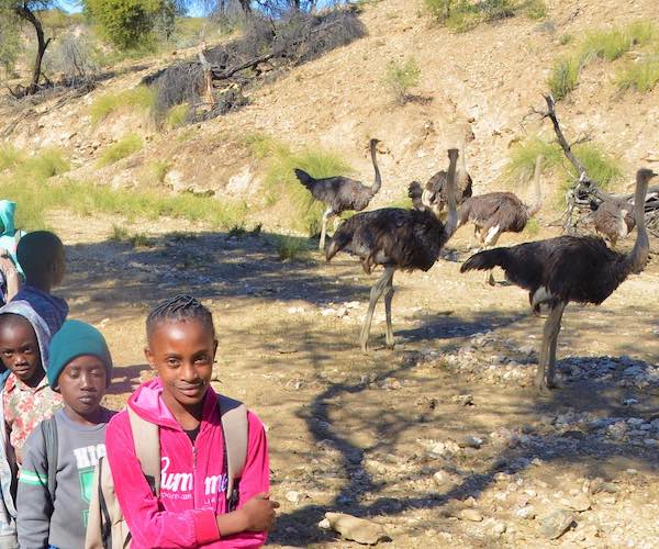 A line of schoolchildren walk past a group of ostriches.