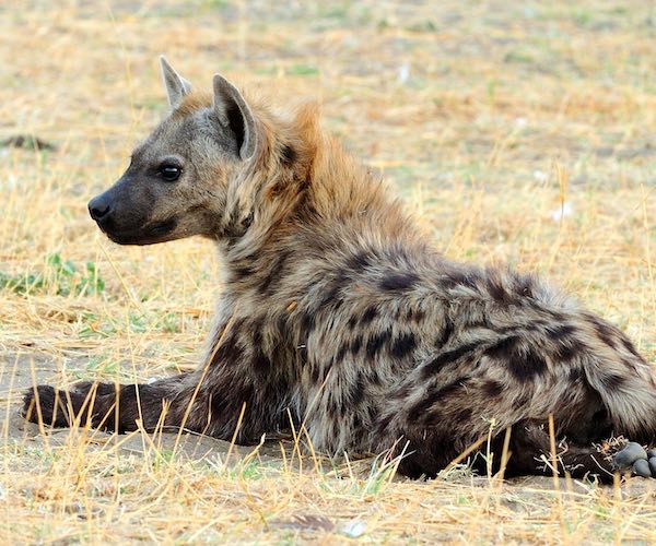 A spotted hyaena sitting down and looking relaxed.